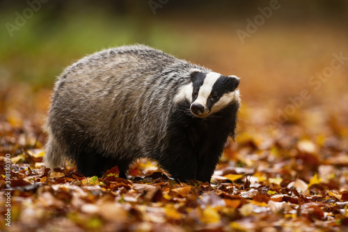 Adorable european badger, meles meles, with black and white stripes on its head standing in the colorful leaves. Adult animal with cute face in the wilderness. Shy badger sniffing around the forest.