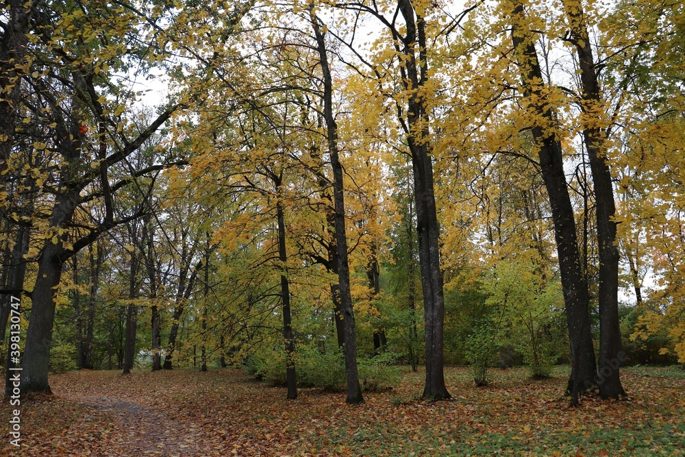 Trees with yellowed leaves on the river bank on a cloudy autumn day
