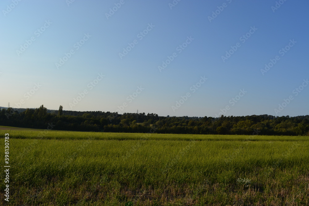 field of wheat field of wheat