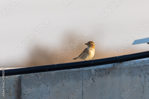 Young female sparrow looks to the right side on a roof