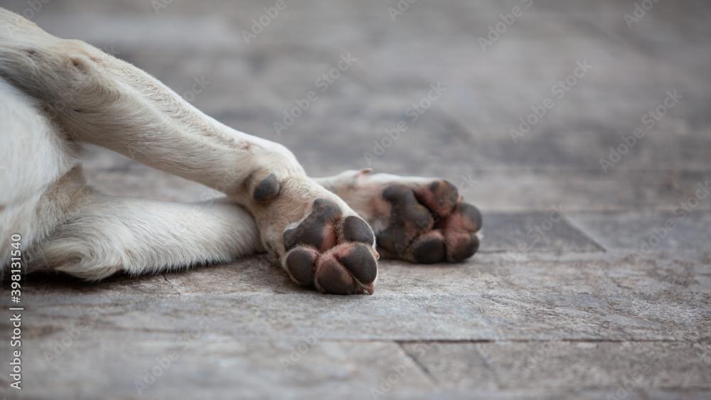 Homeless tired dog sleeping on the floor outdoors, selective focus on paws. 