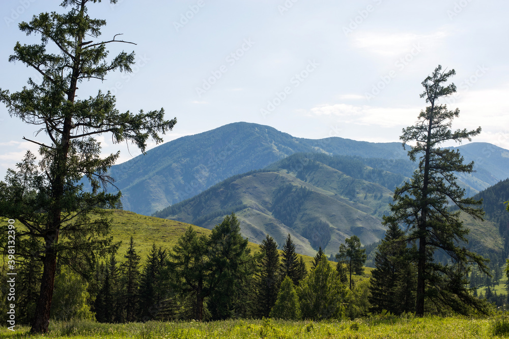 gray rocks, green forest and snow-capped mountains on the background-Altai gray rocks, green forest and snow-capped mountains on the background-Altai