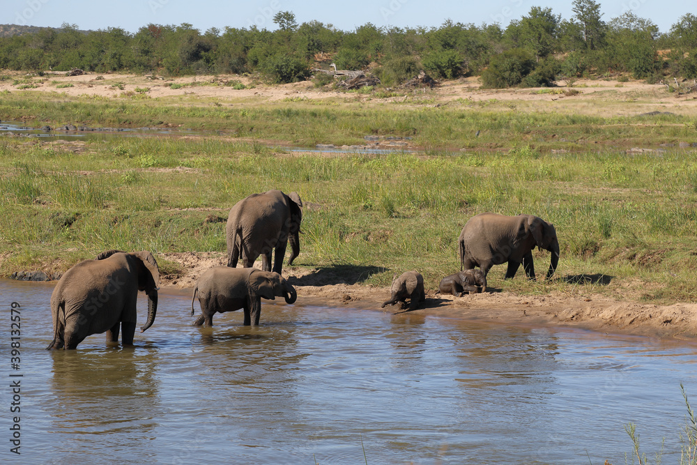 Obraz premium Afrikanischer Elefant im Olifants River/ African elephant in Olifants River / Loxodonta africana