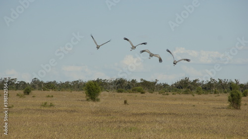 birds in flight © Johannes