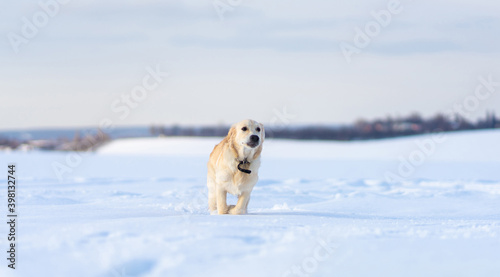 Fototapeta Naklejka Na Ścianę i Meble -  Golden retriever running in deep snow