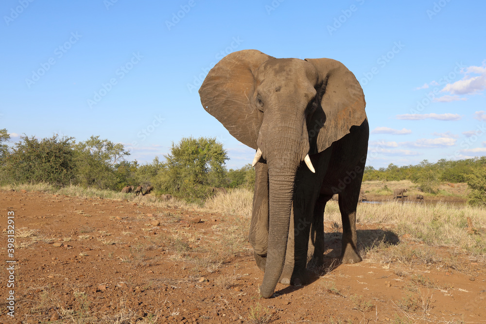 Obraz premium Afrikanischer Elefant / African elephant / Loxodonta africana