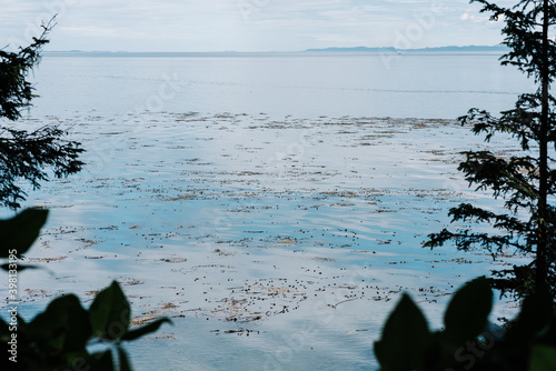 View of the ocean through the trees on the Beautiful Bay Trail, Bere Point, Sointula, Malcolm Island, British Columbia photo