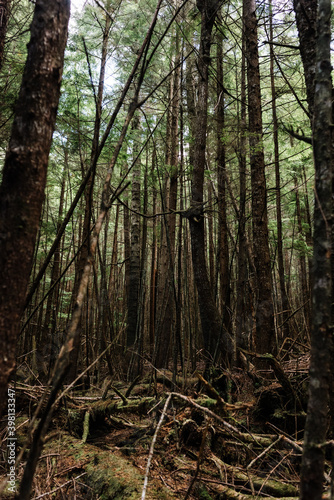 Evergreen forest on Beautiful Bay Trail at Bere Point, Sointula, Malcolm Island, British Columbia photo