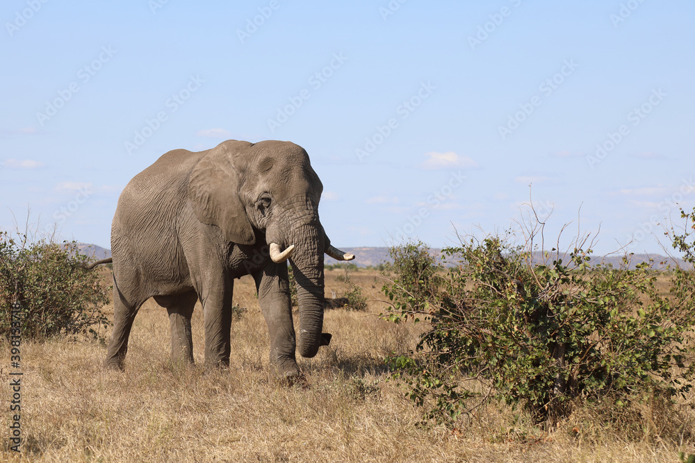 Afrikanischer Elefant / African elephant / Loxodonta africana Afrikanischer Elefant / African elephant / Loxodonta africana