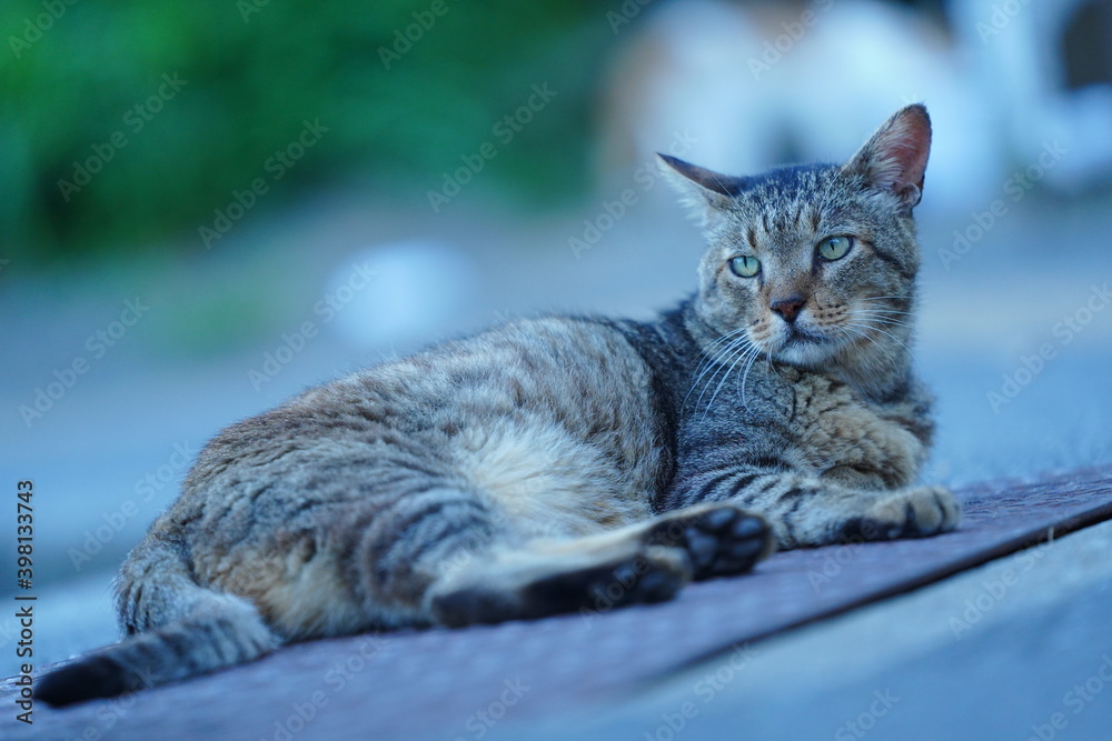 都会や海辺、公園などに住む可愛らしくもたくましい野良猫たちの個性的な表情 都会や海辺、公園などに住む可愛らしくもたくましい野良猫たちの個性的な表情