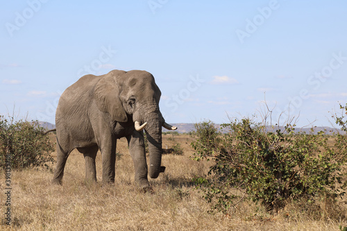 Afrikanischer Elefant / African elephant / Loxodonta africana