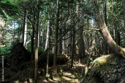 Evergreen forest on Beautiful Bay Trail at Bere Point, Sointula, Malcolm Island, British Columbia photo