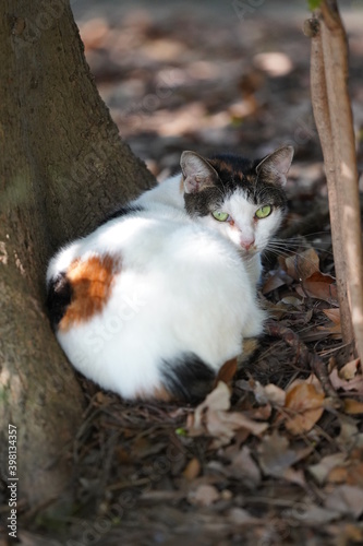 都会や海辺、公園などに住む可愛らしくもたくましい野良猫たちの個性的な表情