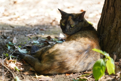 都会や海辺、公園などに住む可愛らしくもたくましい野良猫たちの個性的な表情