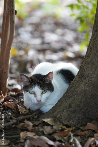 都会や海辺、公園などに住む可愛らしくもたくましい野良猫たちの個性的な表情