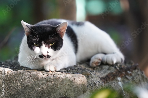 都会や海辺、公園などに住む可愛らしくもたくましい野良猫たちの個性的な表情