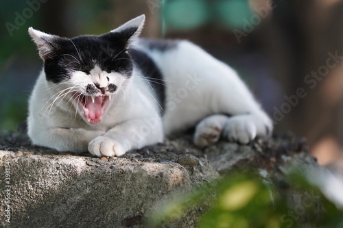 都会や海辺、公園などに住む可愛らしくもたくましい野良猫たちの個性的な表情