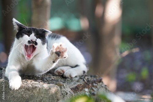 都会や海辺、公園などに住む可愛らしくもたくましい野良猫たちの個性的な表情