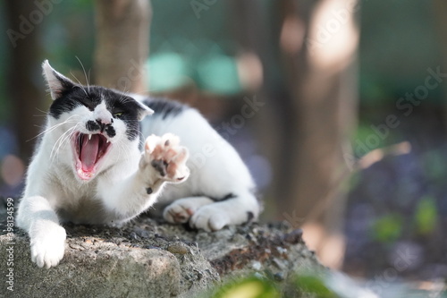 都会や海辺、公園などに住む可愛らしくもたくましい野良猫たちの個性的な表情