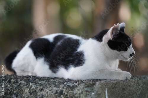 都会や海辺、公園などに住む可愛らしくもたくましい野良猫たちの個性的な表情