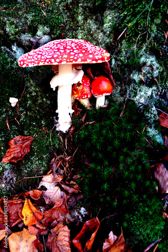 Amanita muscaria grows in deep forest photo