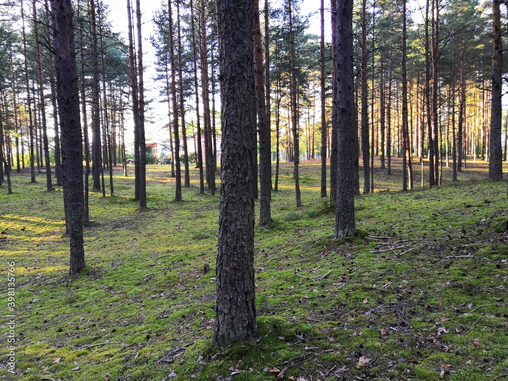 autumn forest in the morning