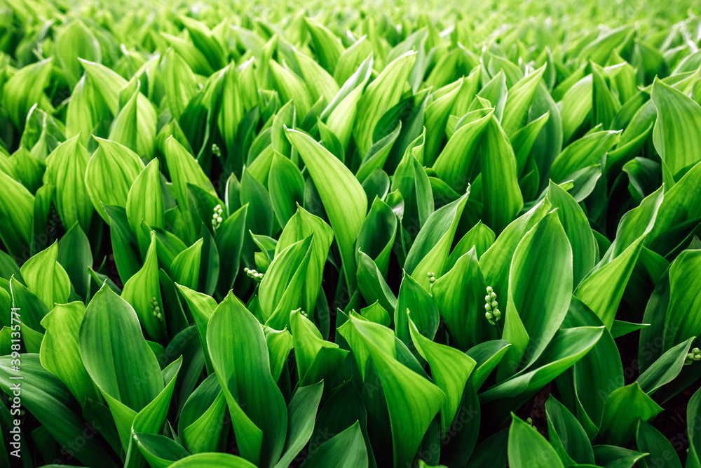 Young lilies of the valley in spring garden Young lilies of the valley in spring garden