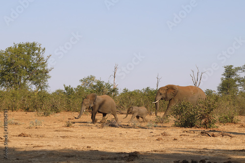 Afrikanischer Elefant / African elephant / Loxodonta africana. © Ludwig