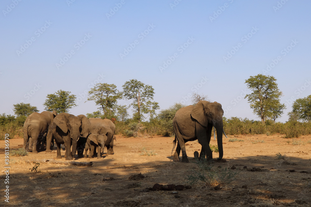 Obraz premium Afrikanischer Elefant / African elephant / Loxodonta africana.