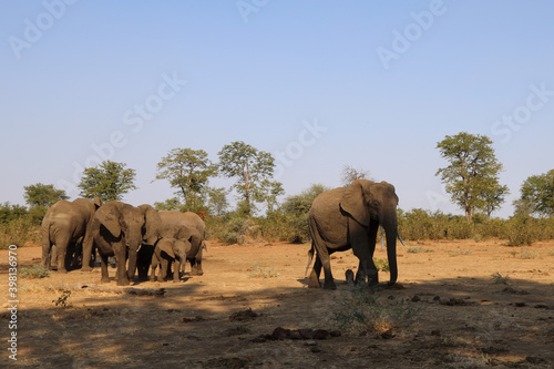 Afrikanischer Elefant   African elephant   Loxodonta africana.