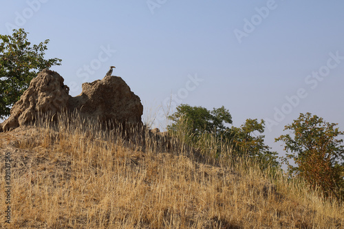 Südlicher Gelbschnabeltoko auf Termitenhügel / Southern yellow-billed hornbill at Termit's nest / Tockus leucomelas