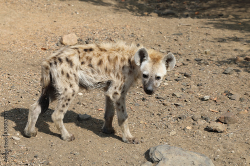 Tüpfelhyäne / Spotted Hyaena / Crocuta crocuta. © Ludwig