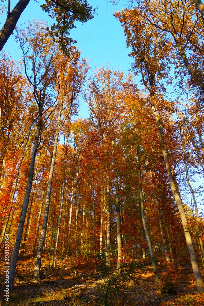 Fototapeta premium Forest nature in autumn colors