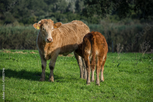 Cows feeding in the field