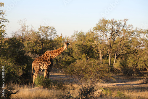 Photography Giraffe / Giraffe / Giraffa Camelopardalis