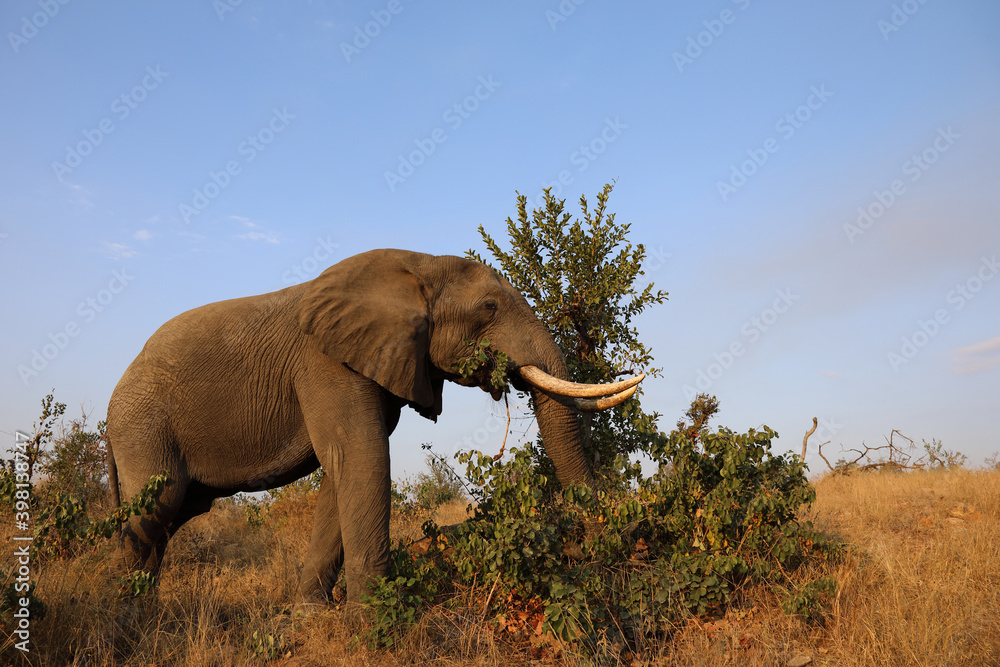 Obraz premium Afrikanischer Elefant / African elephant / Loxodonta africana