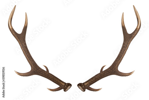 Deer antlers. Isolatedon white background. A pair of red deer antlers on a white background