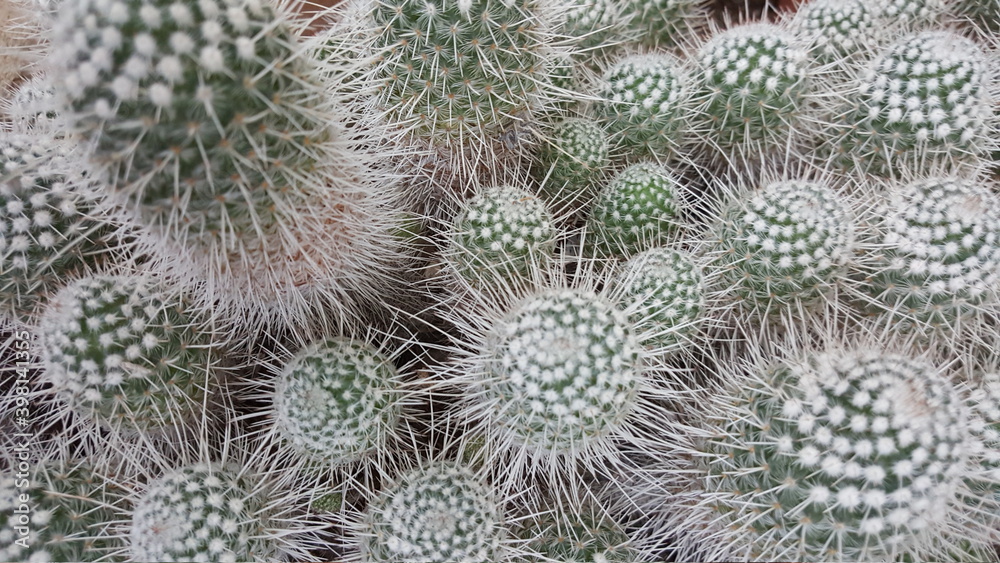Cactus close up Cactus close up
