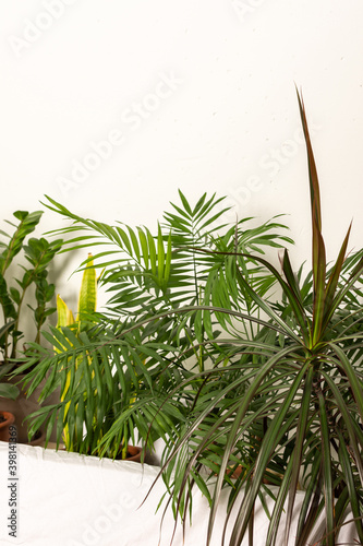 Green house plants behind the sofa, part of the interior, healthy space for rest and work, biophilic design
