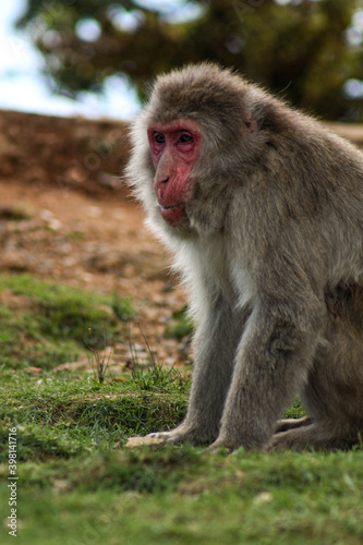 portrait of a macaque © SWOF.ph
