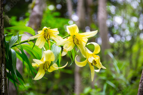 Lilium kesselringianum beautiful rare flower close up view photo