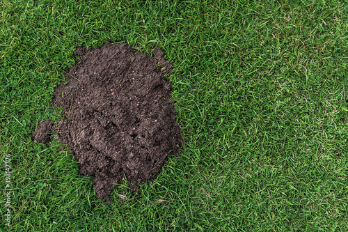 Muddy mole hill on seamless neat green grass shot from above.