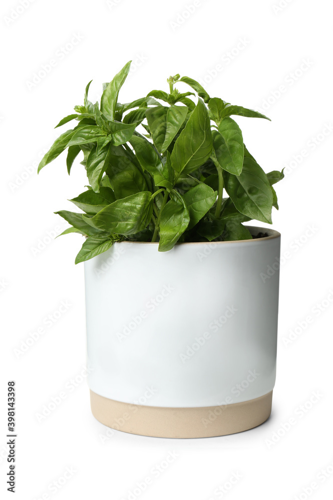 Naklejka premium Lush green basil in pot isolated on white
