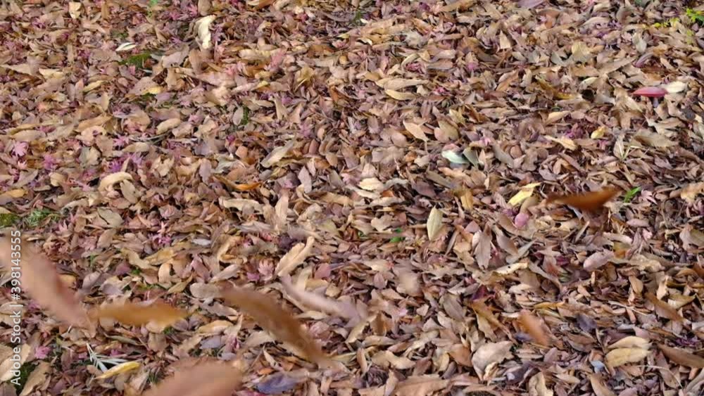 サラサラと落ちる秋の落ち葉 サラサラと落ちる秋の落ち葉
