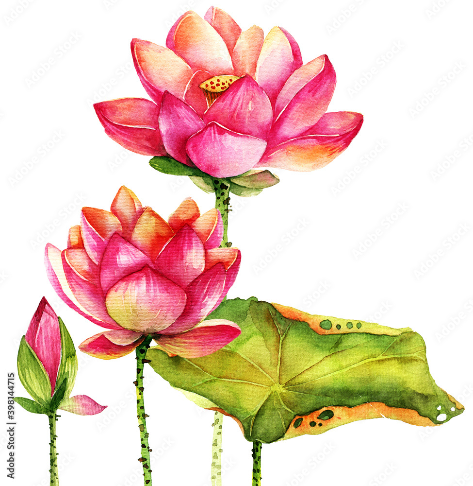 Watercolor lotus in full bloom