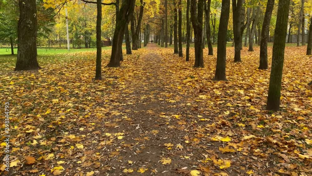 Pavlovsk Park in autumn, long empty alley, St. Petersburg, Russia. High quality 4k footage Pavlovsk Park in autumn, long empty alley, St. Petersburg, Russia. High quality 4k footage