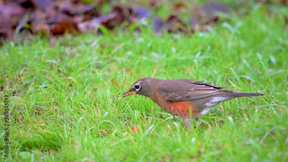 Robin Eating Apple Robin Eating Apple