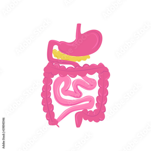 Vector isolated illustration abstract image of structure and anatomy gastrointestinal system. Concept gastroenterology, diseases stomach, intestines, medicine.
