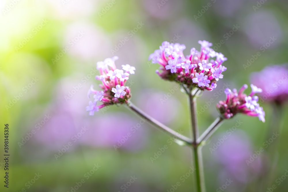 The background image of the colorful flowers The background image of the colorful flowers