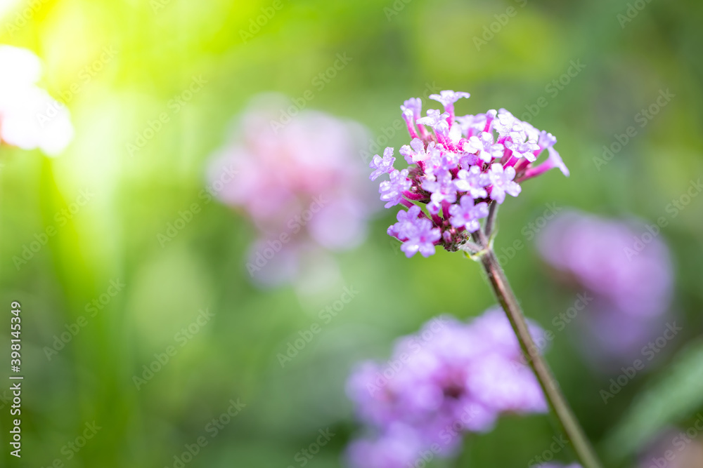 The background image of the colorful flowers The background image of the colorful flowers